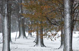 DSC_0804_Buffalo