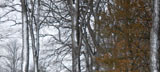 DSC_0809_Buffalo