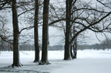 DSC_0812_Buffalo