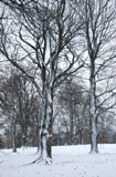 DSC_0816_Buffalo
