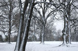 DSC_0817_Buffalo