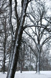 DSC_0818_Buffalo