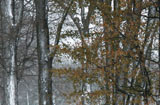 DSC_0825_Buffalo