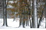 DSC_0827_Buffalo
