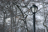 DSC_0829_Buffalo