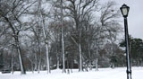 DSC_0831_Buffalo