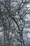 DSC_0832_Buffalo