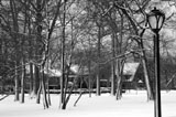 DSC_0833_Buffalo