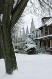 DSC_0864_Buffalo