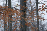 DSC_0933_WesternNY