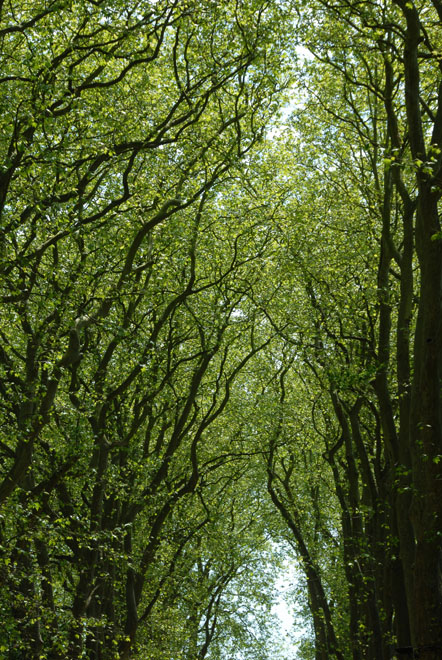 DSC_1823ChateaudeChenonceau