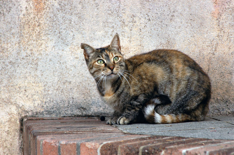 295-MarseilleKitty