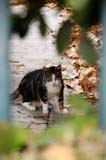 292-MarseilleKitty