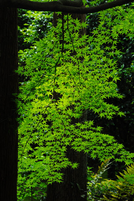 1823_Honen-inTemple@Kyoto