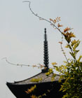1424_TojiTemple@Kyoto