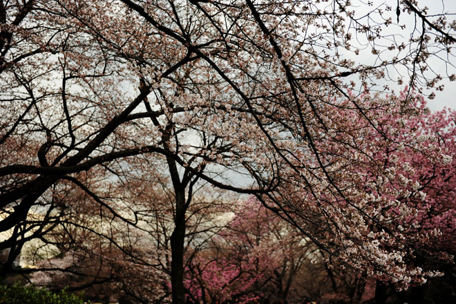 DSC_0213Tokyo
