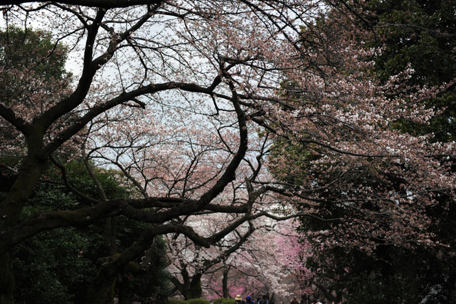 DSC_0218Tokyo