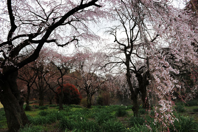 DSC_0241Tokyo