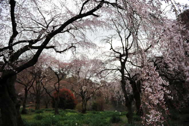 DSC_0242Tokyo
