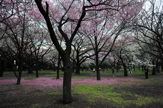 DSC_0279Tokyo