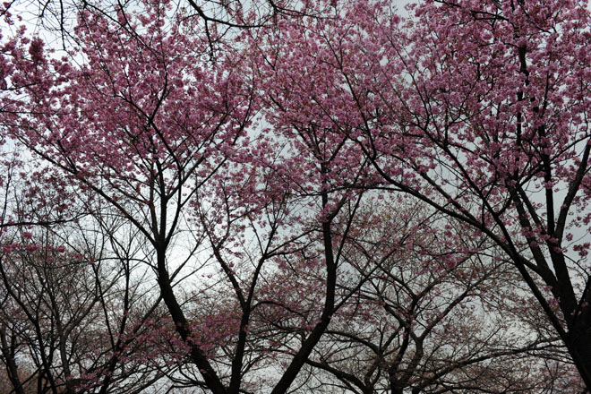 DSC_0291Tokyo