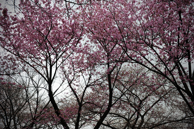 DSC_0292Tokyo