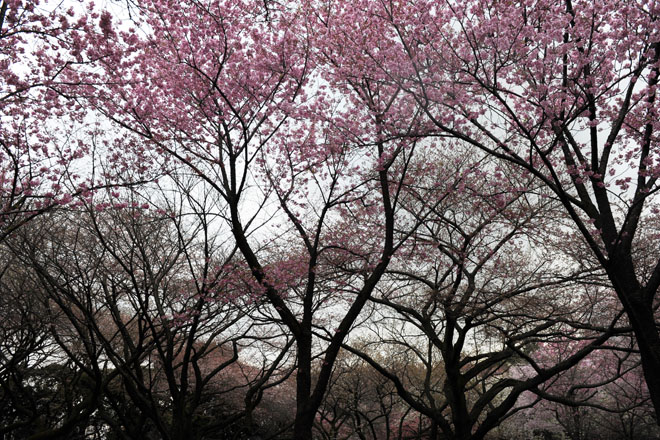 DSC_0297Tokyo