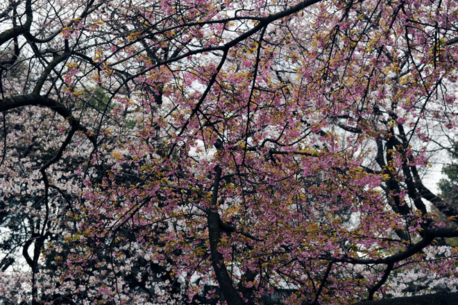 DSC_0329Tokyo
