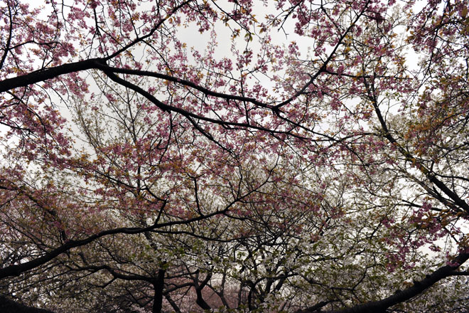 DSC_0336Tokyo