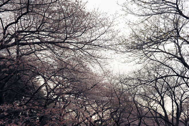 DSC_0342Tokyo