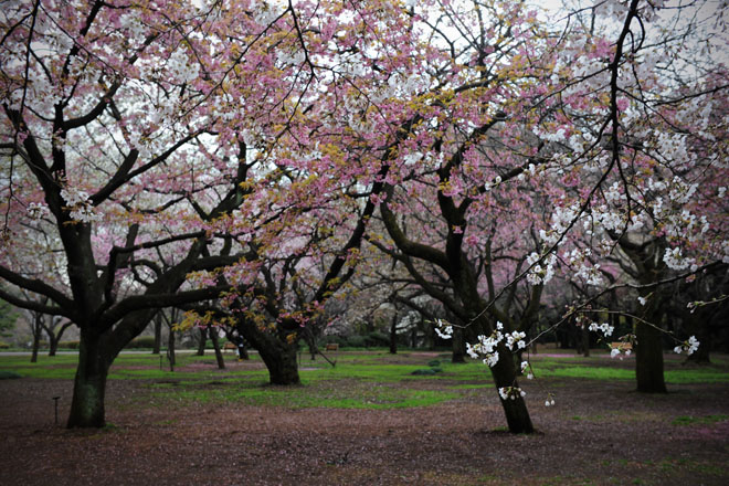 DSC_0345Tokyo