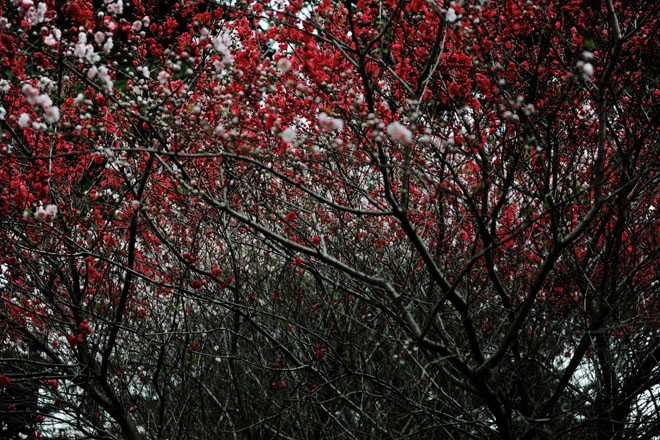 DSC_0360Tokyo