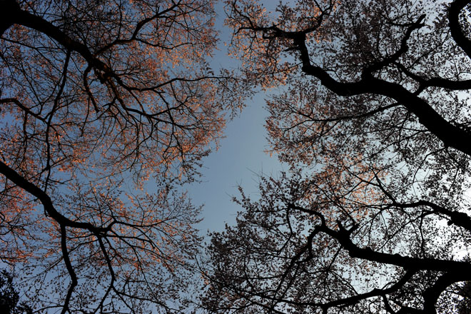 DSC_0631Kawagoe