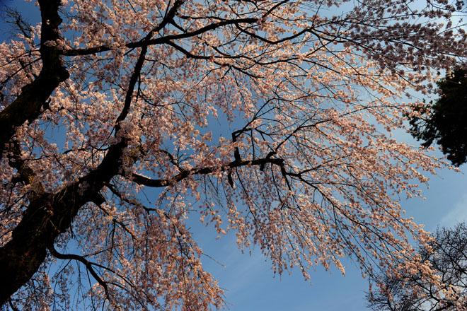 DSC_0641Kawagoe