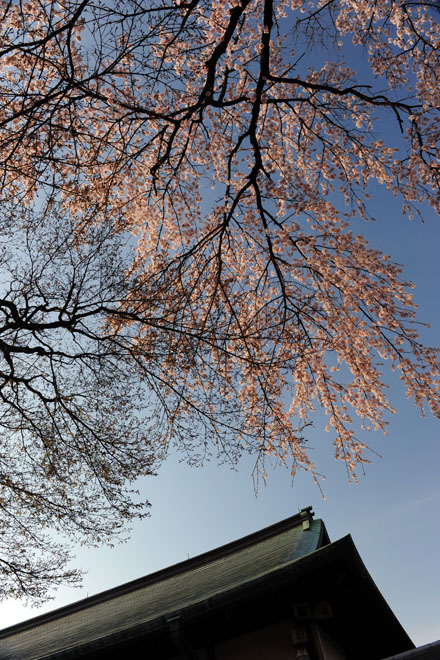 DSC_0652Kawagoe