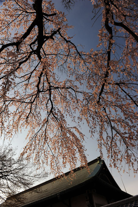DSC_0657Kawagoe