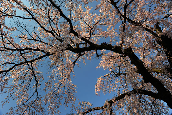 DSC_0664Kawagoe