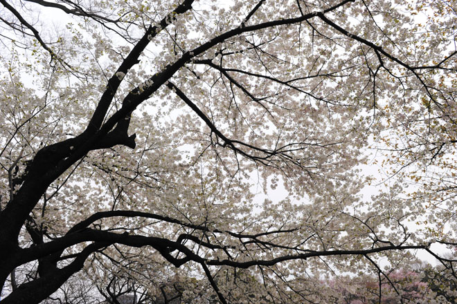 DSC_0776Tokyo