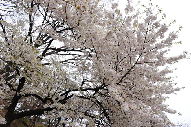 DSC_0778Tokyo