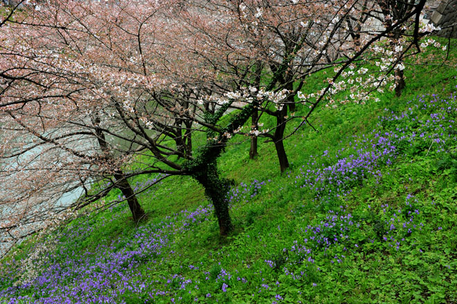 DSC_0798Tokyo