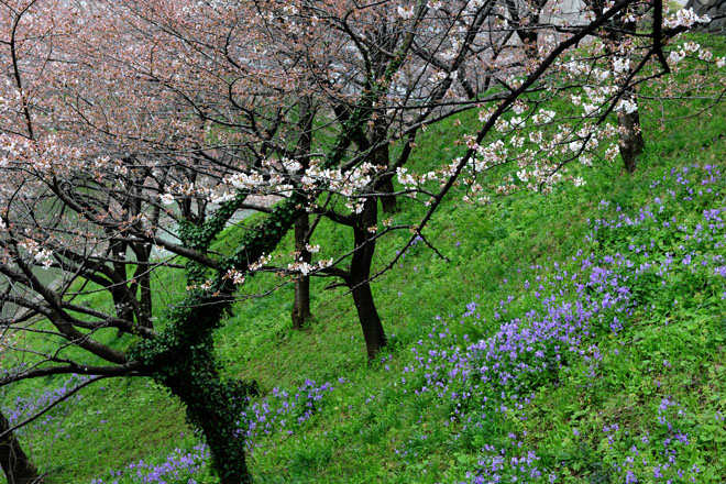 DSC_0802Tokyo