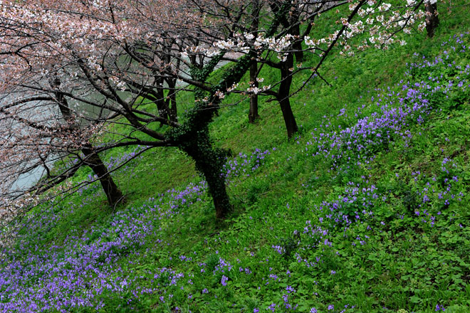 DSC_0808Tokyo