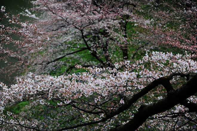 DSC_0815Tokyo