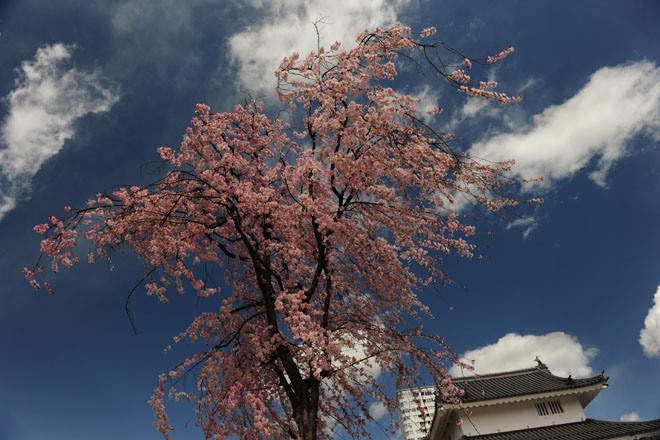 DSC_1072Kofu