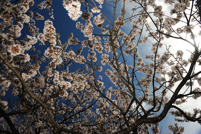 DSC_1101Kofu