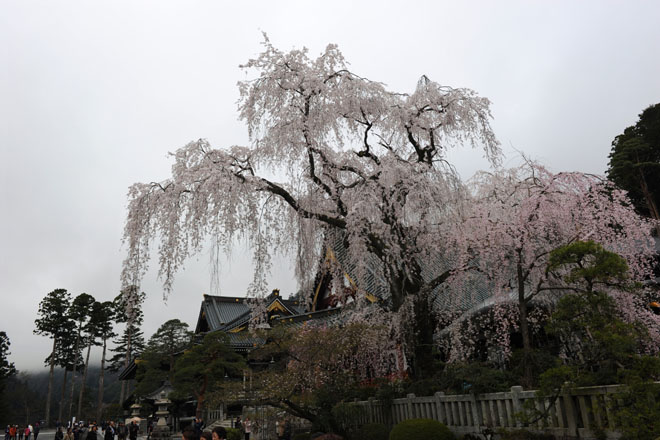 DSC_1114Minobu