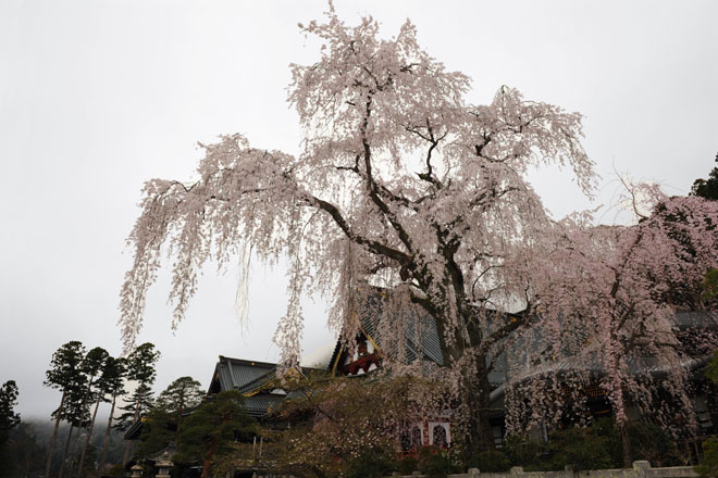 DSC_1156Minobu