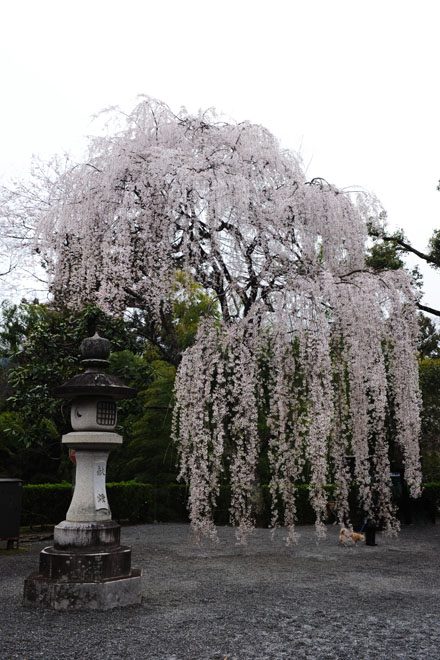 DSC_1188Minobu