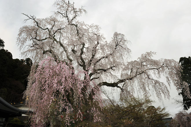 DSC_1196Minobu