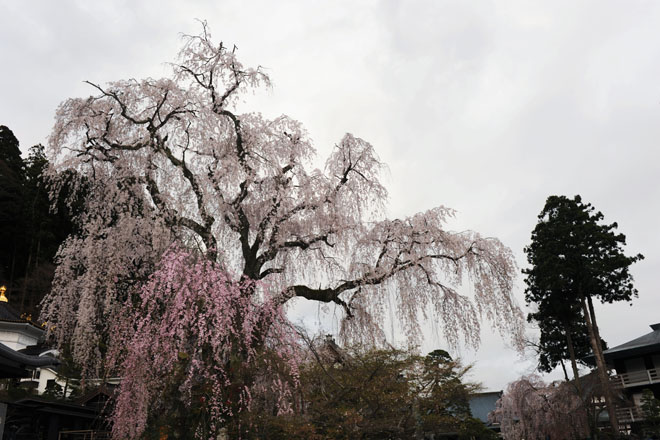 DSC_1197Minobu